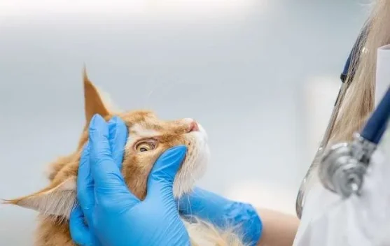 Cara Mengobati Kucing Sakit Mata Sesuai Jenis Penyakitnya