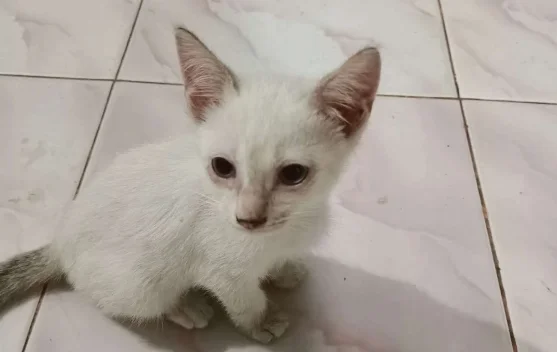 Inilah Ragam Penyebab Mata Kucing Berair
