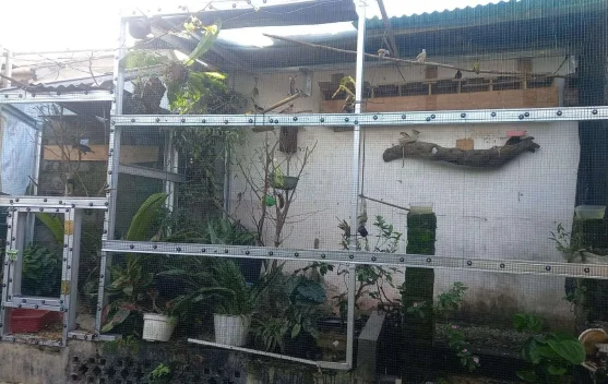 Jenis Burung yang Aman Dipelihara dalam Satu Kandang