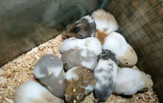 Penyebab Bulu Rontok pada Hamster