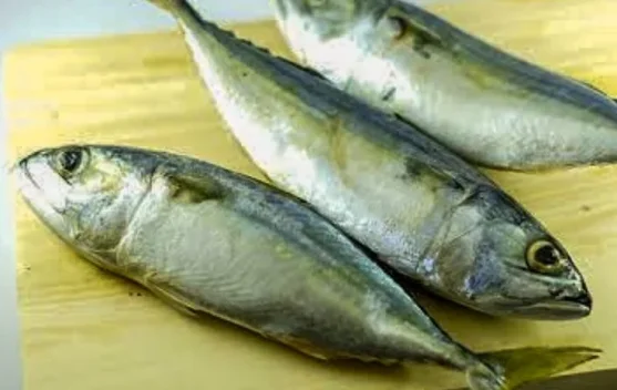 Ikan Kembung Kaya Nutrisi Mengalahkan Kemegahan Salmon