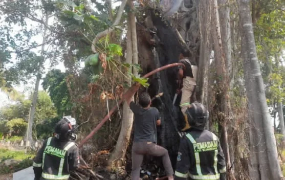 Pohon Beringin Raksasa di TPU Sindangsari Kuningan Terbakar