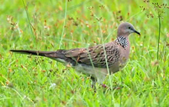 Inilah Jenis Burung Pemakan Biji-bijian yang Populer