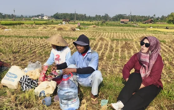 Petani Padarek Tersenyum, Harga Gabah Mulai Stabil dan Menguntungkan