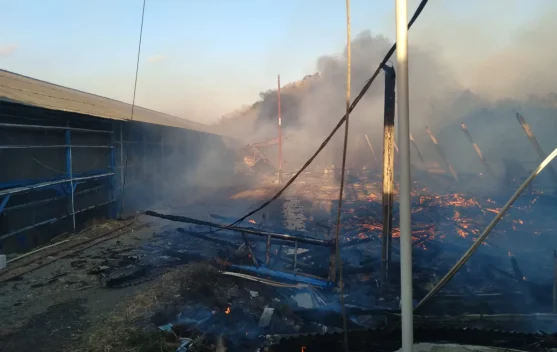 Kandang Ayam di Majalengka Ludes Terbakar, 18 Ribu DOC Hangus, Kerugian Rp2 Miliar