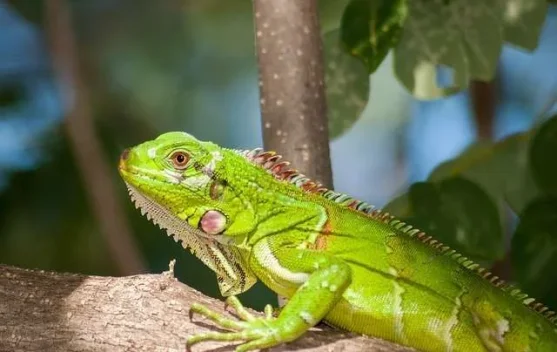 Inilah 4 Penyebab Iguana Sulit Makan
