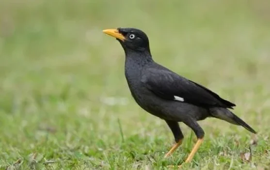 5 Manfaat Memelihara Burung Jalak Kebo