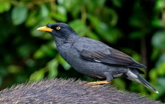 Lima Manfaat Bawang Putih untuk Jalak Kebo
