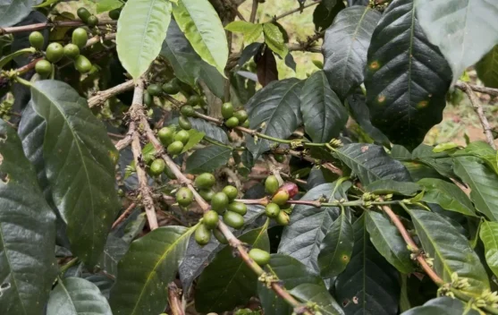 BI Cirebon Bina Kopi Arabika Buana Ciremai Tembus Pasar Internasional