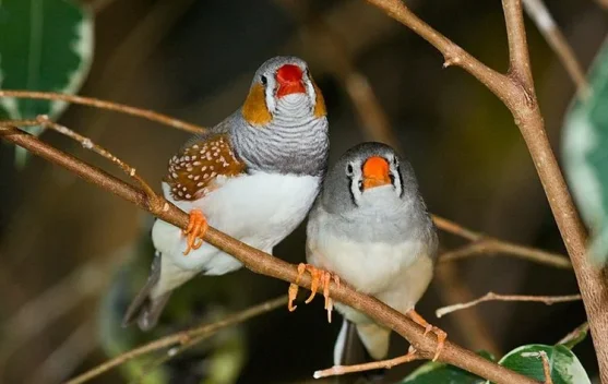 Perbedaan Burung Zebra Finch Jantan dan Betina