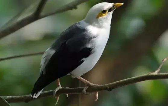 Tips Merawat Burung Jalak Kapas agar Tetap Prima