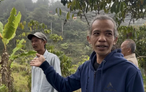 Kelompok Tani Kuningan Kembangkan Kopi Arabika Buana Ciremai