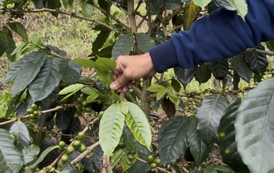 Petani Kopi Kuningan Hadapi Tantangan Peralihan Komoditas dan Dampak Cuaca