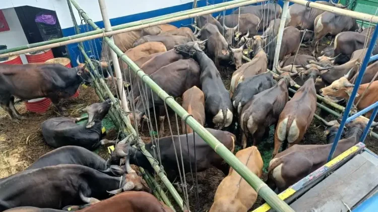 Lalu Lintas Ternak Sapi Diizinkan, Asalkan Kantongi SKKH