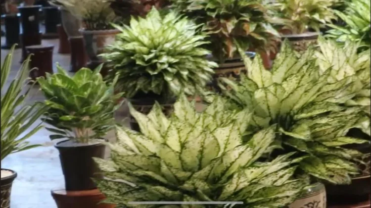 Pesona Aglonema, “Ratu Daun” Tanaman Hias Indoor