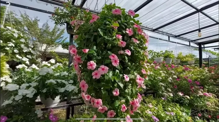Vinca, Si "Kaya Manfaat" yang Mempercantik Halaman Rumah