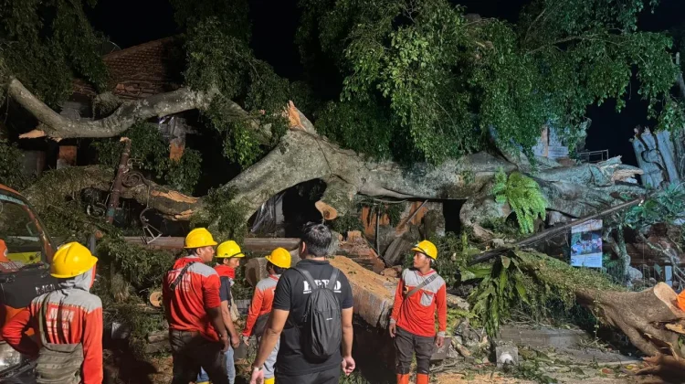 Pohon Beringin Raksasa Tumbang, Timpa Bangunan dan Mobil