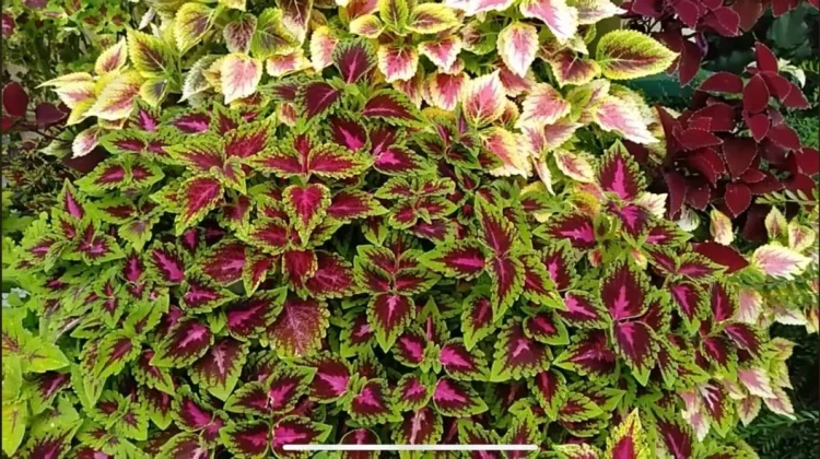 Miana, Si "Daun Pelangi" yang Kembali Menjadi Primadona