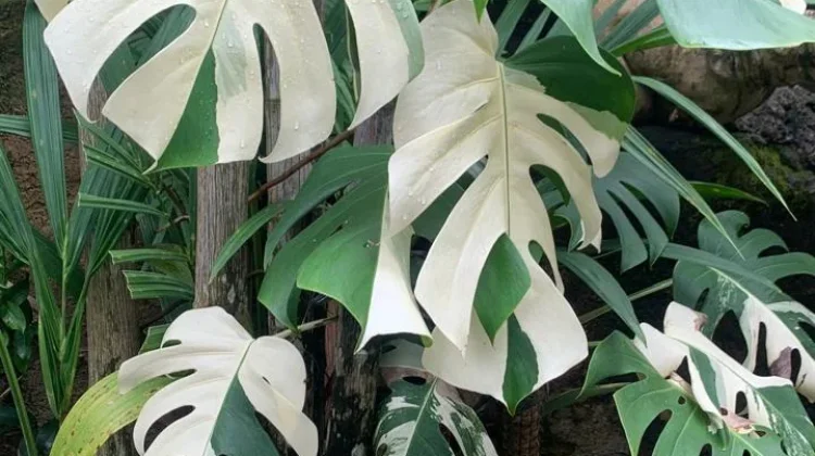 Monstera, Tanaman Interior Ikon Gaya Hidup Minimalis