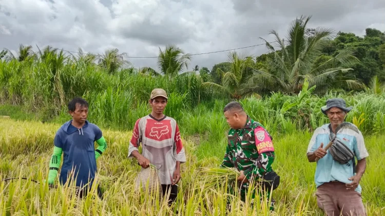 Pendampingan Babinsa Sukseskan Panen Padi Getakan
