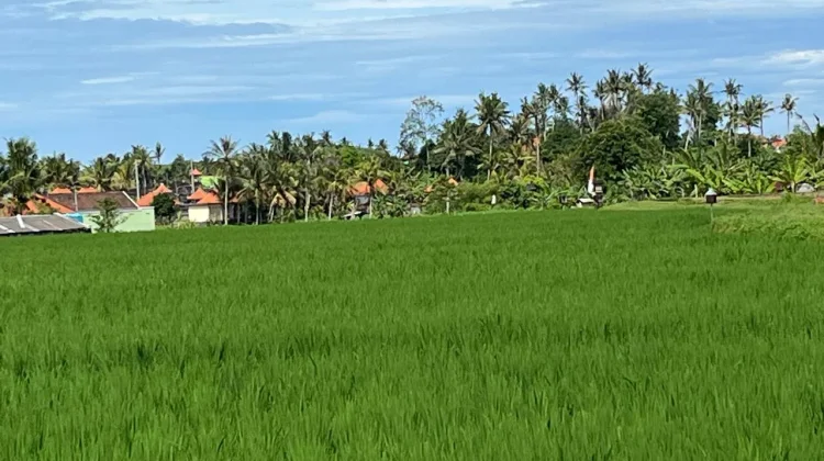 Dinas Pertanian Tabanan Dorong Kepesertaan AUTP