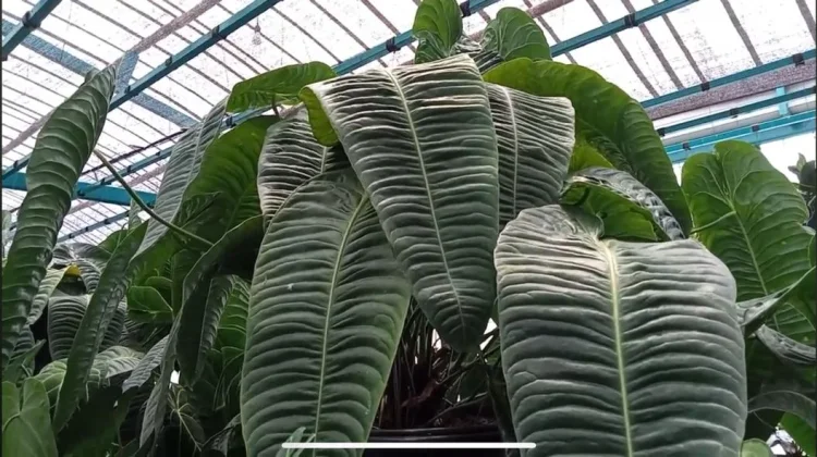 Anthurium Veitchii, Kemegahan "Sang Raja" dengan Daun Bergelombang