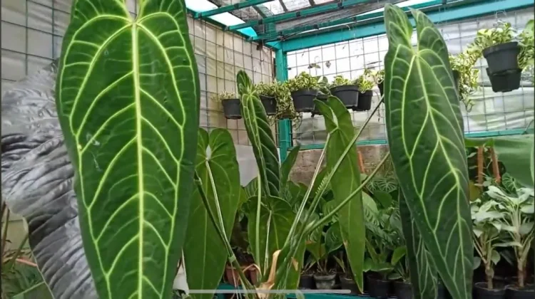 Anthurium Warocqueanum, Sang "Ratu" yang Megah dan Elegan