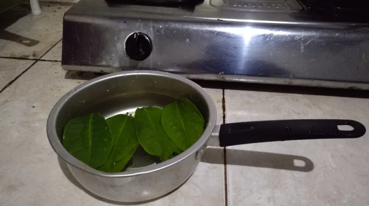 Manfaat Rebusan Daun Salam bagi Kesehatan