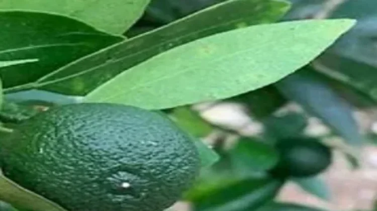Jeruk Purut Bali untuk penyedap Aroma Masakan