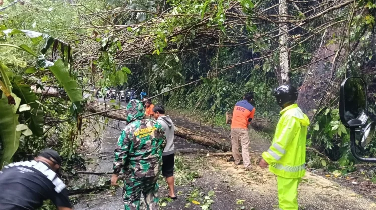 Pohon Tumbang di Payogan, Polsek Ubud bersama BPBD Lakukan Evakuasi