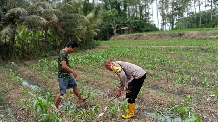 Dukung Ketahanan Pangan, Bhabinkamtibmas Desa Tusan Rawat Tanaman Jagung