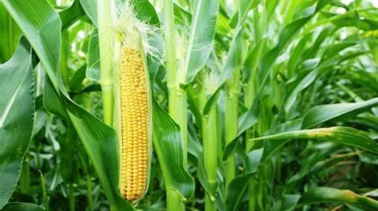 Pasar Lokal Serap Produksi Pertanian di Denpasar
