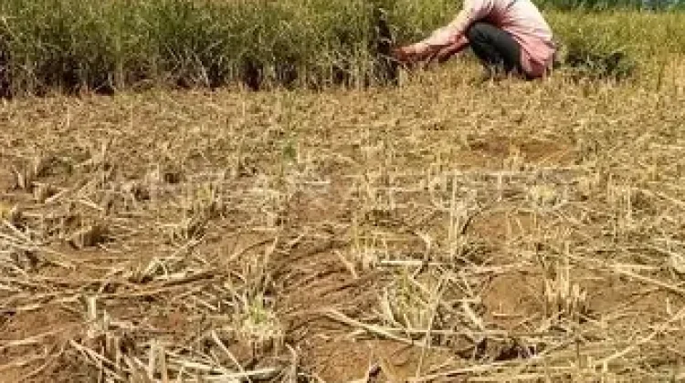 Distan Denpasar Sosialisasikan Varietas Tahan Hujan