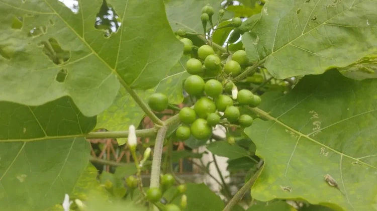 Takokak ,  Obat Herbal  yang Mengandung Beragam Nutrisi