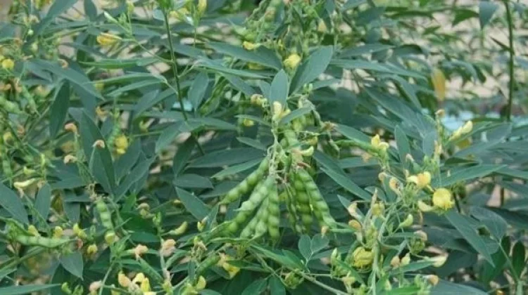 Kacang Gude, Sumber Pangan Potensial di Lahan Kering
