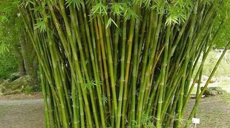 Belajar Makna Kehidupan dari Pohon Bambu