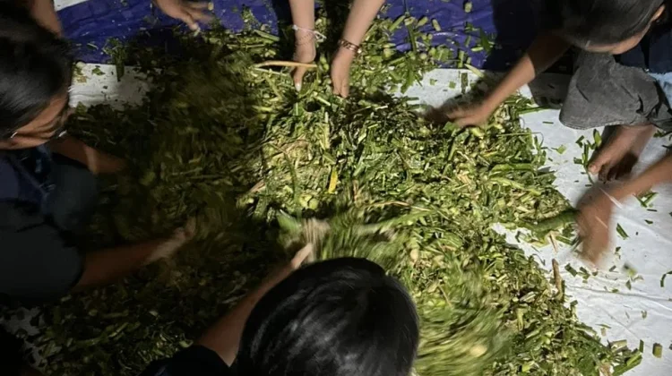 Sulap Limbah Kulit Kopi dan Rumput Gajah Jadi Nutrisi Premium Sapi Potong
