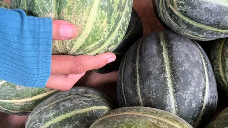 Ramadan Penuh Bekah, Penjualan Blewah Meroket hingga 350 Kilogram per Hari