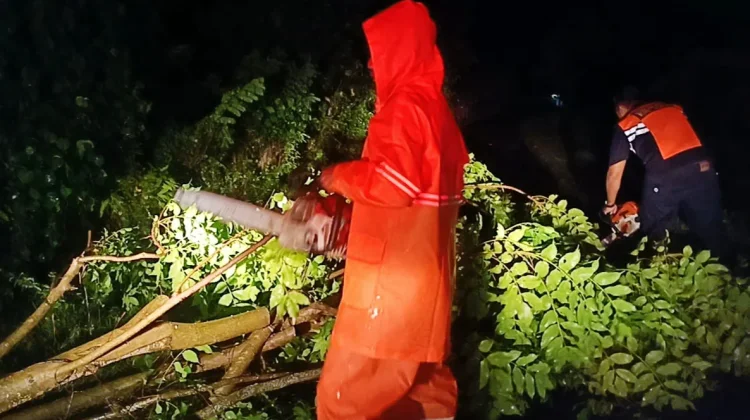 Cuaca Ekstrem, Jembrana Dikepung Pohon Tumbang