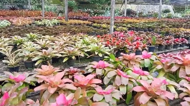 Bromelia, Membawa Nuansa Tropis ke dalam Hunian