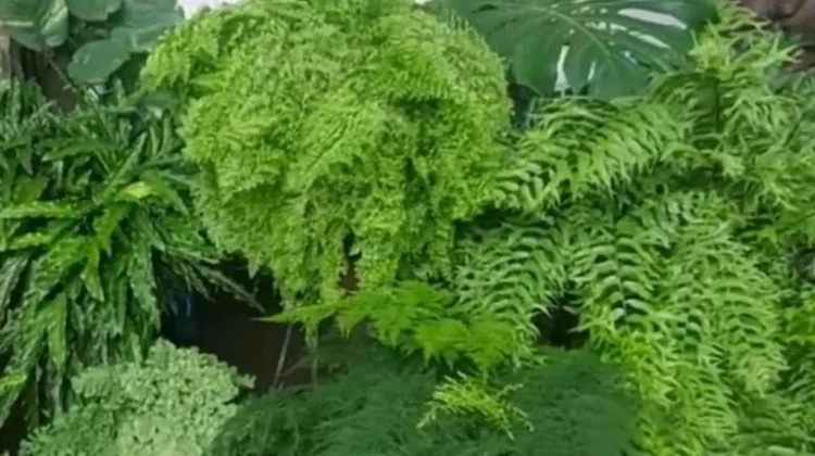 Tanaman Pakis, Keanggunan Klasik yang Membawa Suasana Hutan