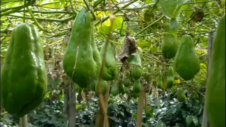 Labu Siam, Si Hijau Sederhana yang Menyimpan Banyak Manfaat