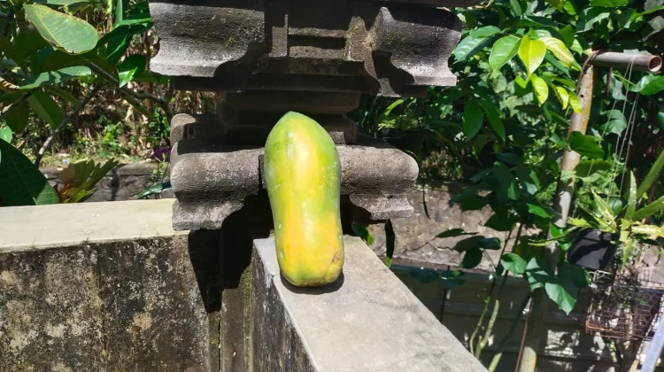 Manfaat Buah Pepaya bagi Kesehatan Tubuh