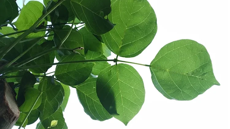 Daun Dadap Serep,  Tanaman Obat Tradisional yang Berkhasiat