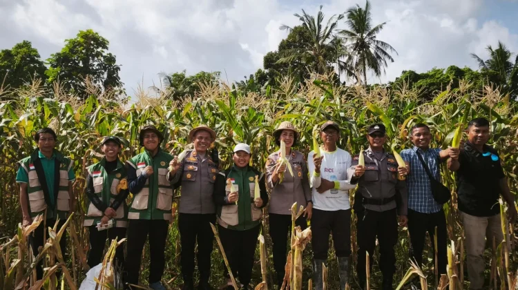 Kapolsek Blahbatuh Dukung Ketahanan Pangan Melalui Panen Jagung Bersama Petani