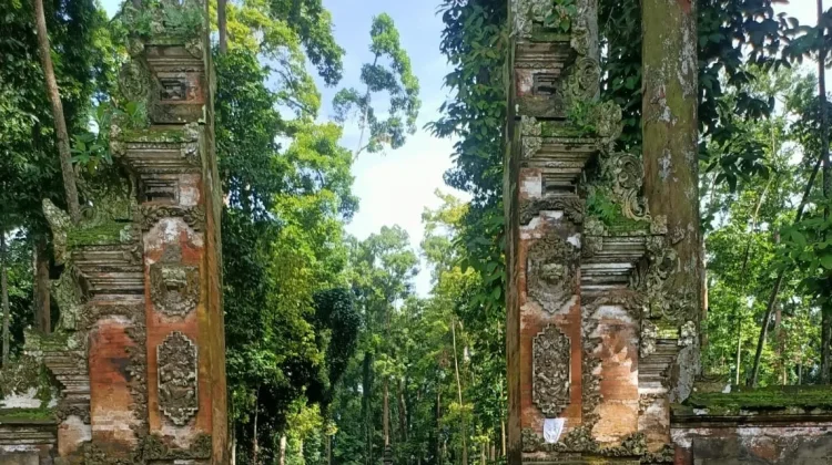 Kenali Lebih Dekat Hutan Alas Pala Sangeh dan Penghuninya