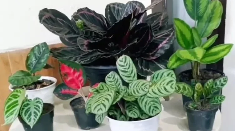 Pesona Calathea, Sang "Tanaman Berdoa" yang Menghidupkan Ruangan