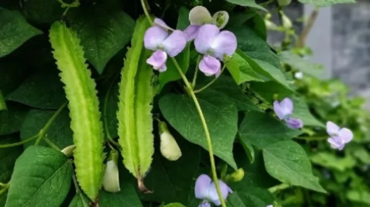 Kecipir, "Sayur Bersayap" yang Diminati sebagai Superfood Lokal
