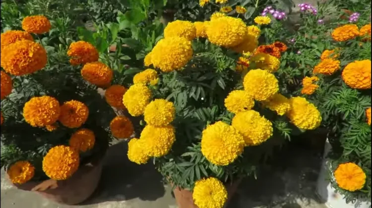 Marigold Si Emas Kaya Manfaat, Bukan Sekadar Penghias Taman