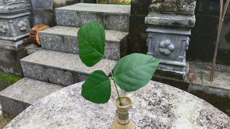 Makna Penggunaan Daun Dadap dalam Upacara Hindu